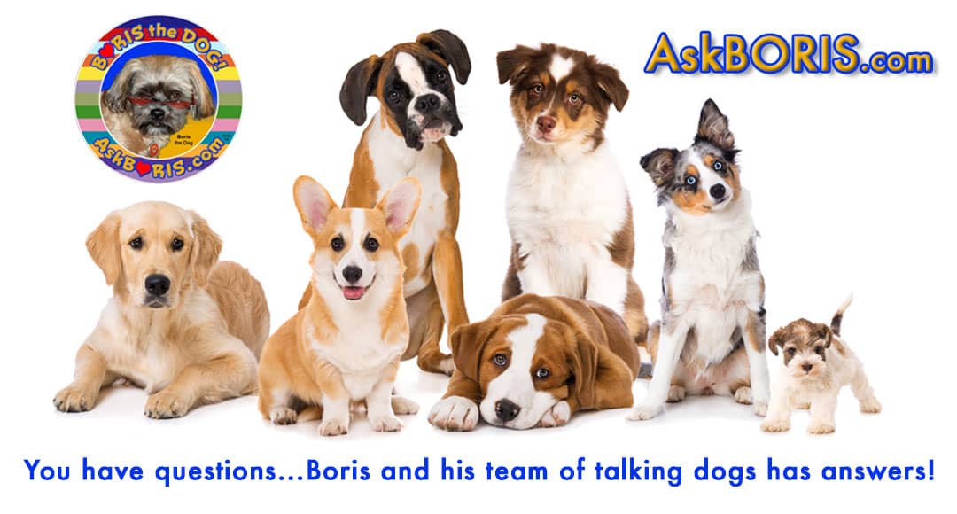 Ask Boris the Dog Website