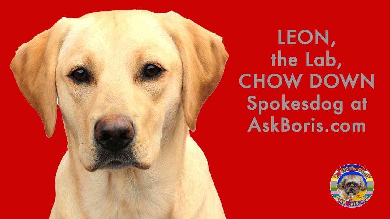 Leon Labrador Retriever Chow Down Food Spokesdog