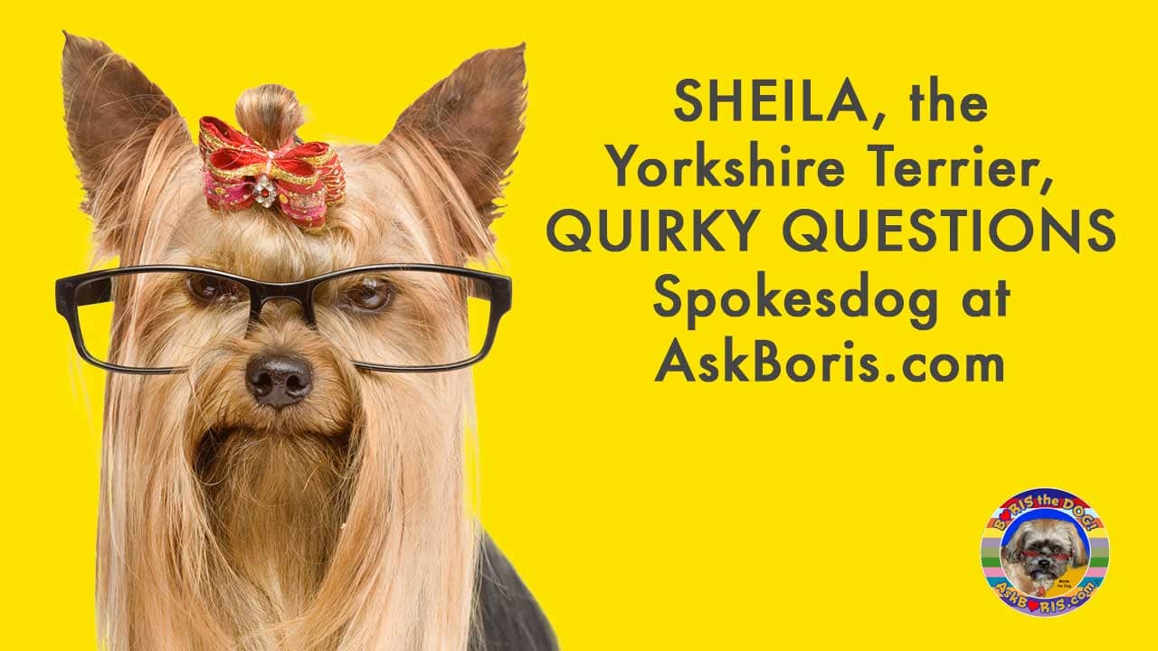 Sheila Yorkshire Terrier Quirky Questions Spokesdog