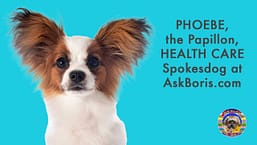 Pheobe Papillon Dog Health Care Spokesdog Pheobe Papillon Dog Health Care Spokesdog