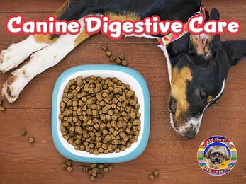 Canine Digestive Care as Ask Boris the Dog Website