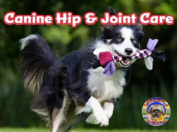 Canine Hip & Joint Care at Ask Boris the Dog Website