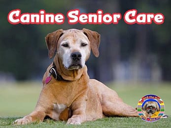 Canine Senior Care at Ask Boris the Dog Website