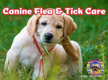 Canine Flea Tick Protection Care at Ask Boris the Dog Website