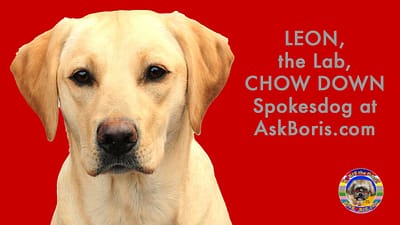 Leon Labrador Retriever Chow Down Food Spokesdog