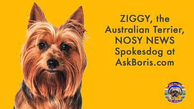 Ziggy Australian Terrier Nosy News Spokesdog