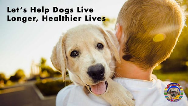 Let's Help Dogs Live Longer Healthier Lives