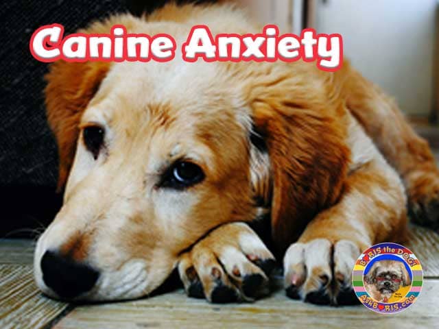Canine Anxiety at Ask Boris the Dog Website