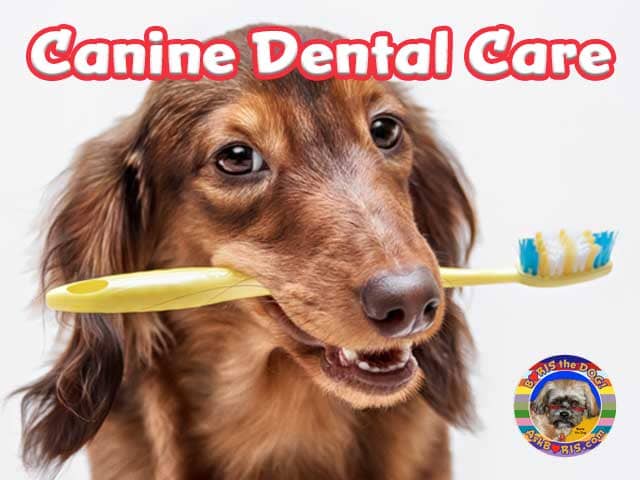 Canine Dental Care Protection at Ask Boris the Dog Website