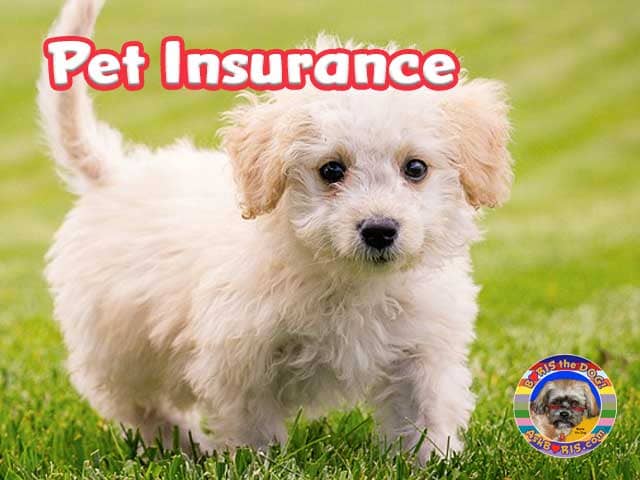 Pet Insurance for Dogs at Ask Boris the Dog Website